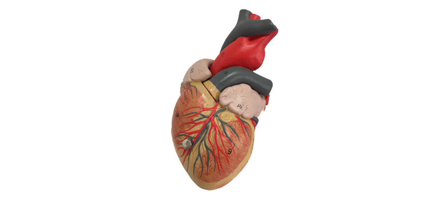 Kardiologie Regensburg